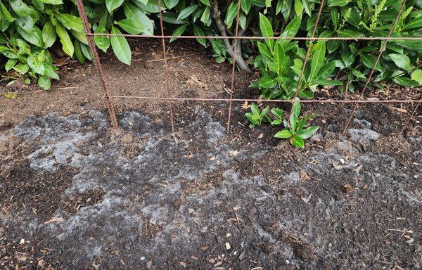 Cedar Grove Compost is underdone.  Our entire yard is covered with this mold which dried to a white crust.