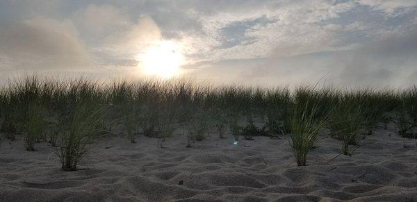 Cape Poge Wildlife Refuge