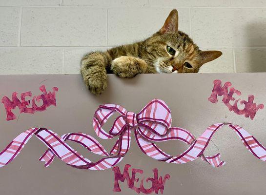 Twinbrook Animal Clinic, Inc.