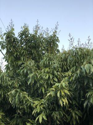 Tree before it was killed