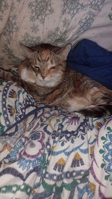 Summer Street Cat Clinic