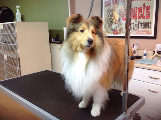 A Cut Above Dog Grooming