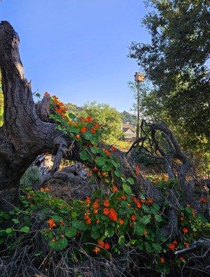 Trail behind eureka springs