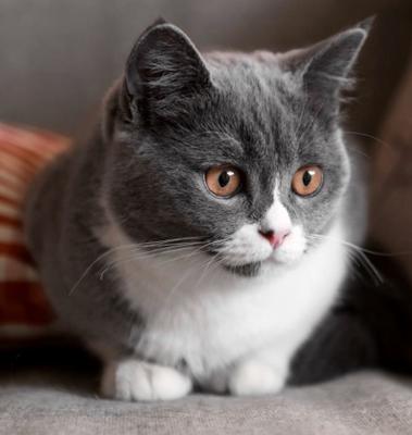 Carroll County Animal Hospital - Oak Mountain