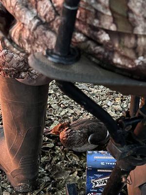 Salt River Outfitters