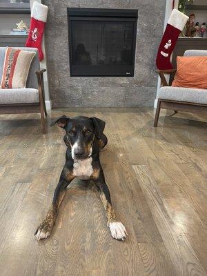 Cascade Veterinary Clinics: Wenatchee