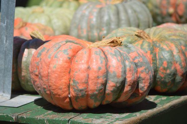 Green Eggs and Ham Pumpkin