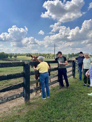 Thoroughbred Heritage Horse Farm Tours