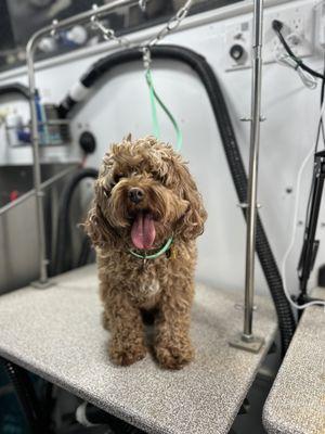 WhitsEnd Pet Grooming