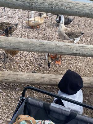 Old McDonald's Petting Farm