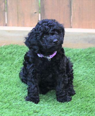 Tucker's Doodle Farm