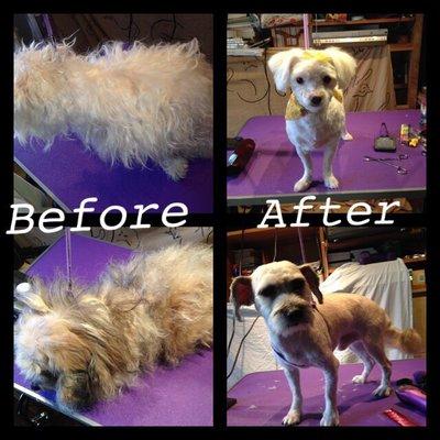 Shampoodle Dog Grooming