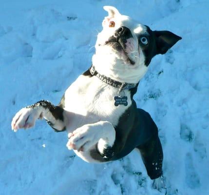 Red Rover Dog Walking Services