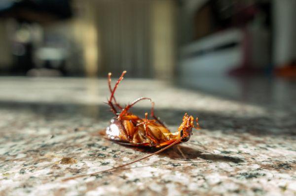 Eagle Pest Control & Tree Service