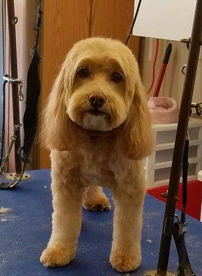 The Posh Pet Day Spa & Boutique