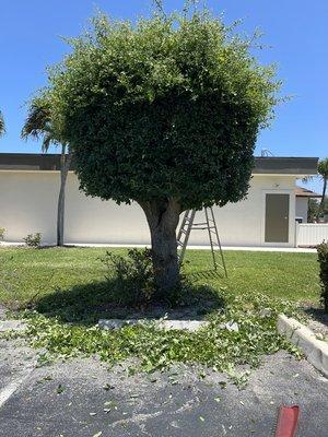 Pedro Landscaping Services