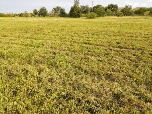 Bush-hogging service, Bradenton, FL