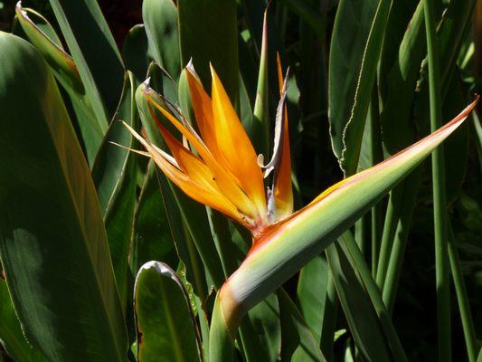 bird of paradise