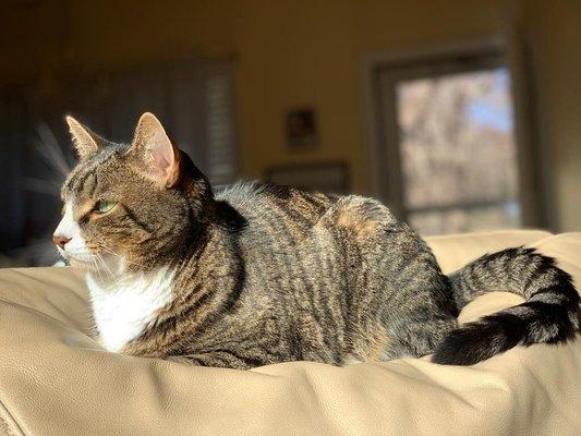 Kayla's Kritters Pet Care