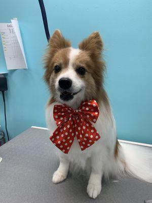 Academy of Animal Arts