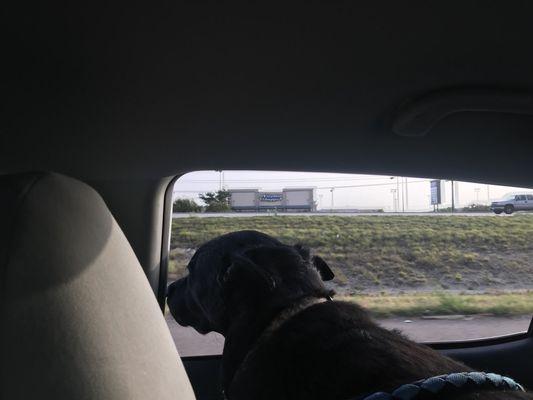 Lake Air Animal Hospital