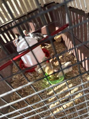 Chicks I bought and one they gifted