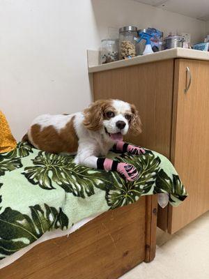 Harada Scott T Dr DVM