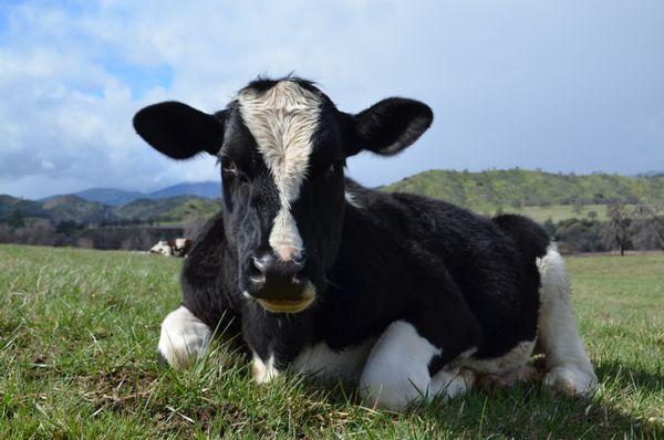 Humane Farming Association