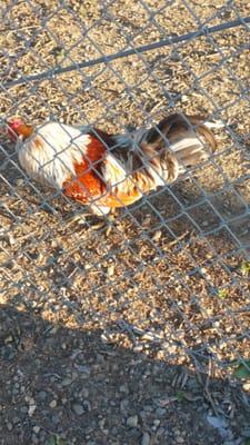 Cal Aggie Flying Farmers