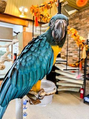 Kookaburra Bird Shop