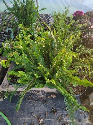 Illusion Plant Nursery