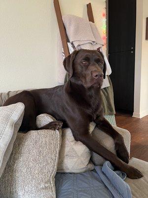 Hueneme Veterinary Center