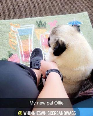 Whinnies Whiskers And Wags