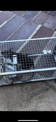 Say goodbye to unwanted guests with our efficient service!