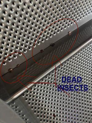 there was dead insects in the washer machine.