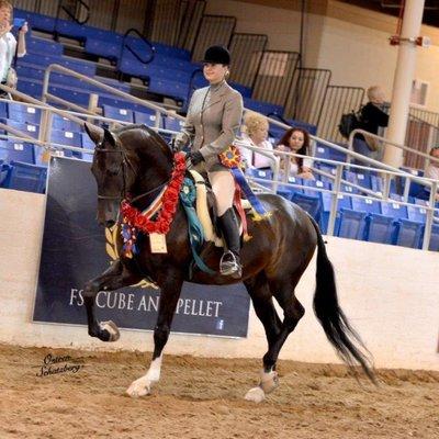 Copple Show Horses