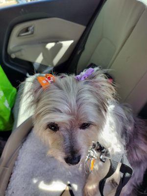 Sharon done a great job pamper pooch done a great job on cuddles she got sanitized bath in her Clemson bows in her hair