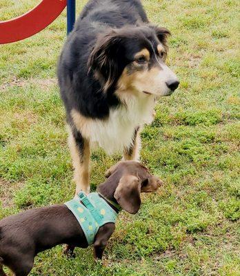 Pup's & Paws Dogtraining