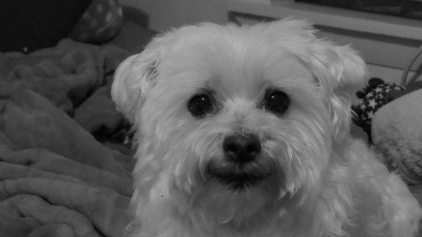 This is what our Sammy always looks like, UNTIL doggy bubbles TORE him up, they cut his eye and nose , kept him 5 hours,cut and injured !