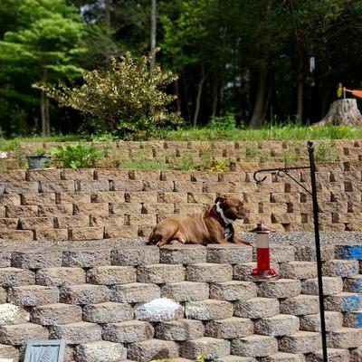 Appalachian Animal Hospital