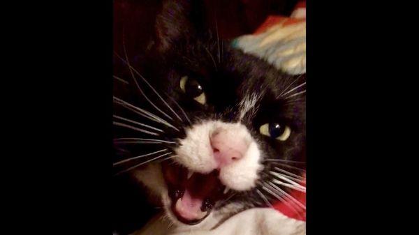 Windsor Terrace Veterinarians