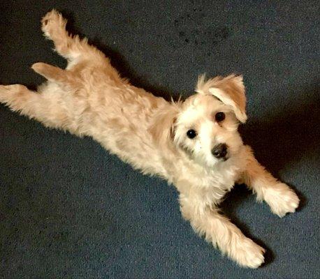 Brookville Animal Hospital