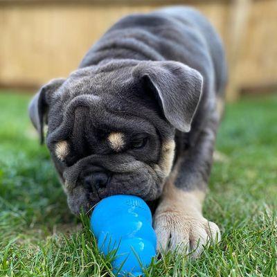 The Dog Lodge Daycare And Boarding