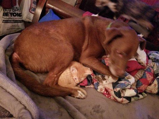 Countryview Animal Hospital