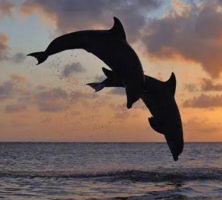 Island Coast Cruises Dolphin and Shelling Excursions