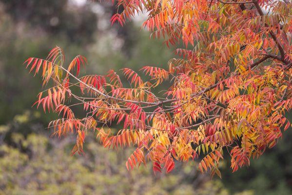 It's finally starting to look like autumn! | IG @moniquedao