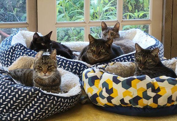 Rancho Viejo Animal Hospital