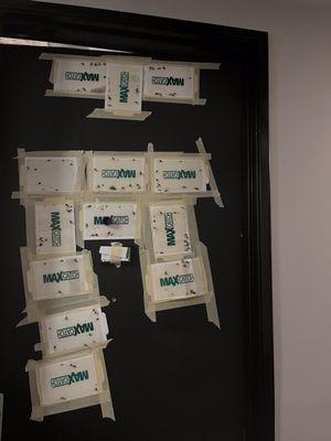 ROACHES ROACHES ROACHES