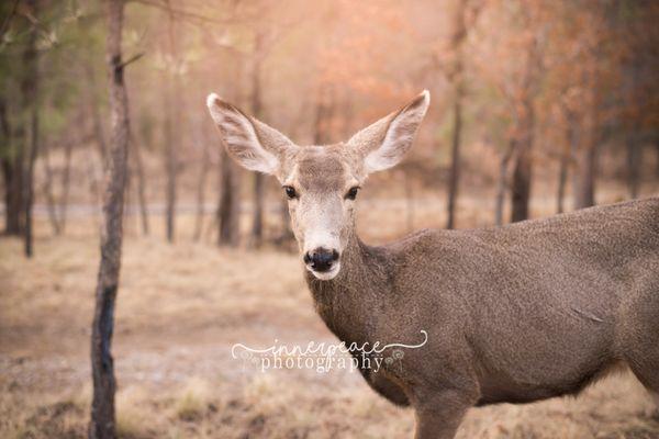 Inner Peace Photography