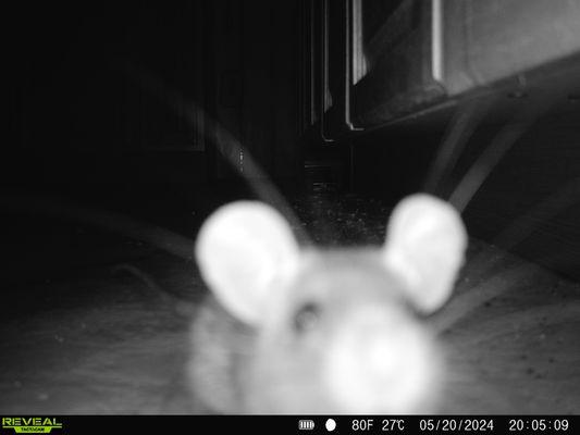 Guardian Pest Protection and Management